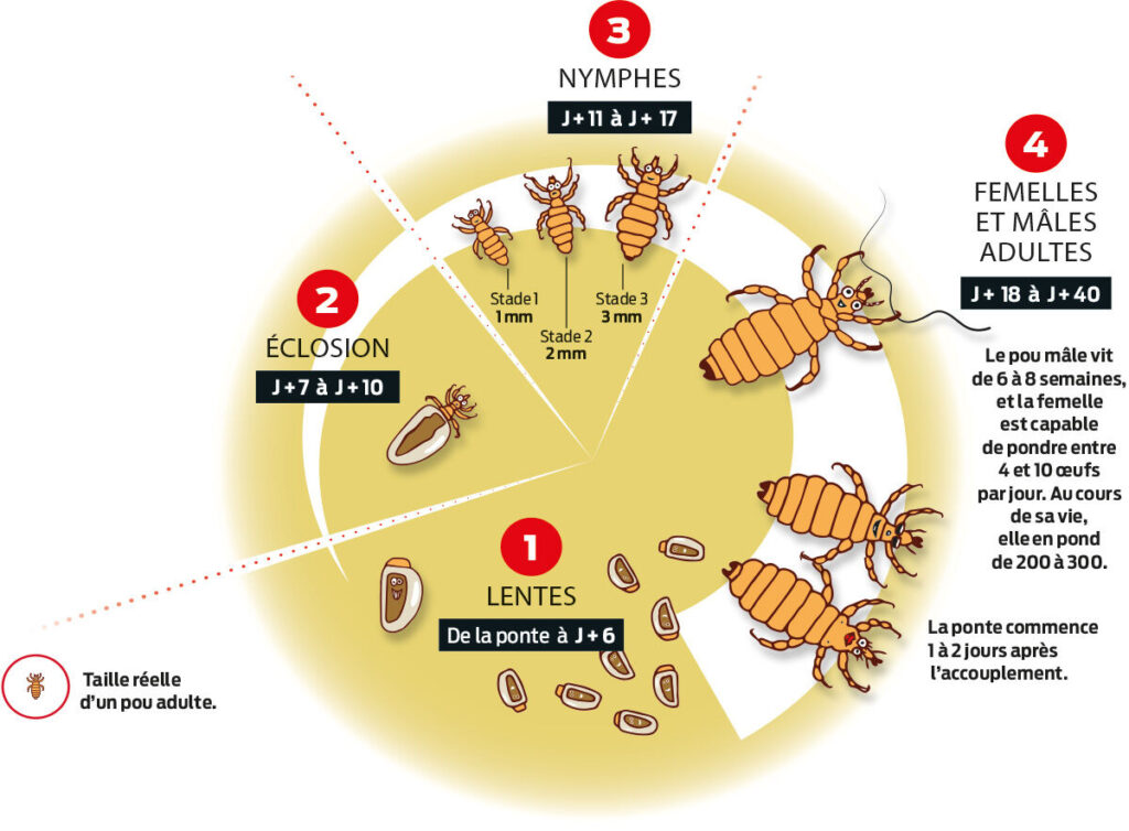 découvrez des remèdes efficaces contre les poux pour soulager votre cuir chevelu et éliminer ces nuisibles. explorez des solutions naturelles et des traitements éprouvés pour toute la famille.