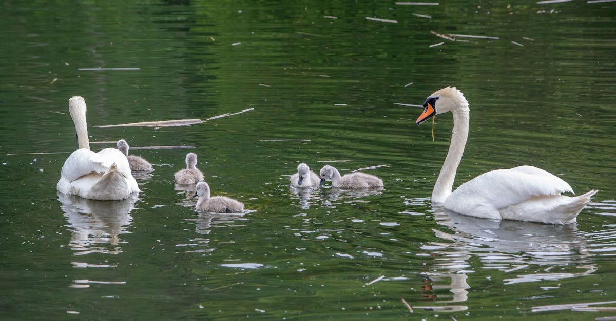 découvrez les clés d'un co-parenting réussi : conseils pratiques, astuces de communication et stratégies pour assurer un environnement harmonieux pour vos enfants. apprenez à co-élever dans le respect et la sérénité.