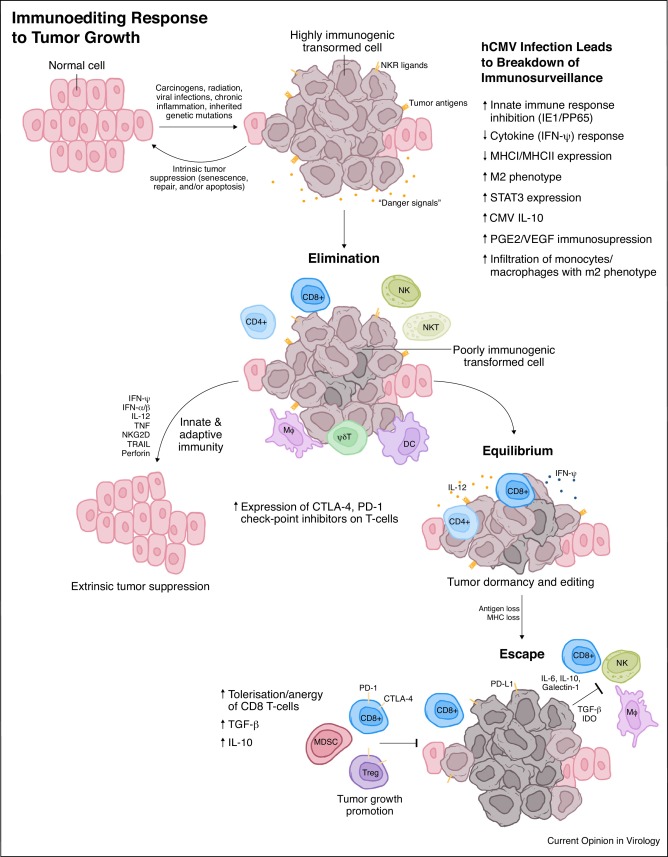 découvrez les dangers du cytomégalovirus, une infection virale souvent méconnue qui peut avoir des conséquences graves sur la santé, notamment chez les personnes immunodéprimées et les nouveau-nés. informez-vous sur les symptômes, les complications et les mesures préventives à prendre pour vous protéger et protéger vos proches.