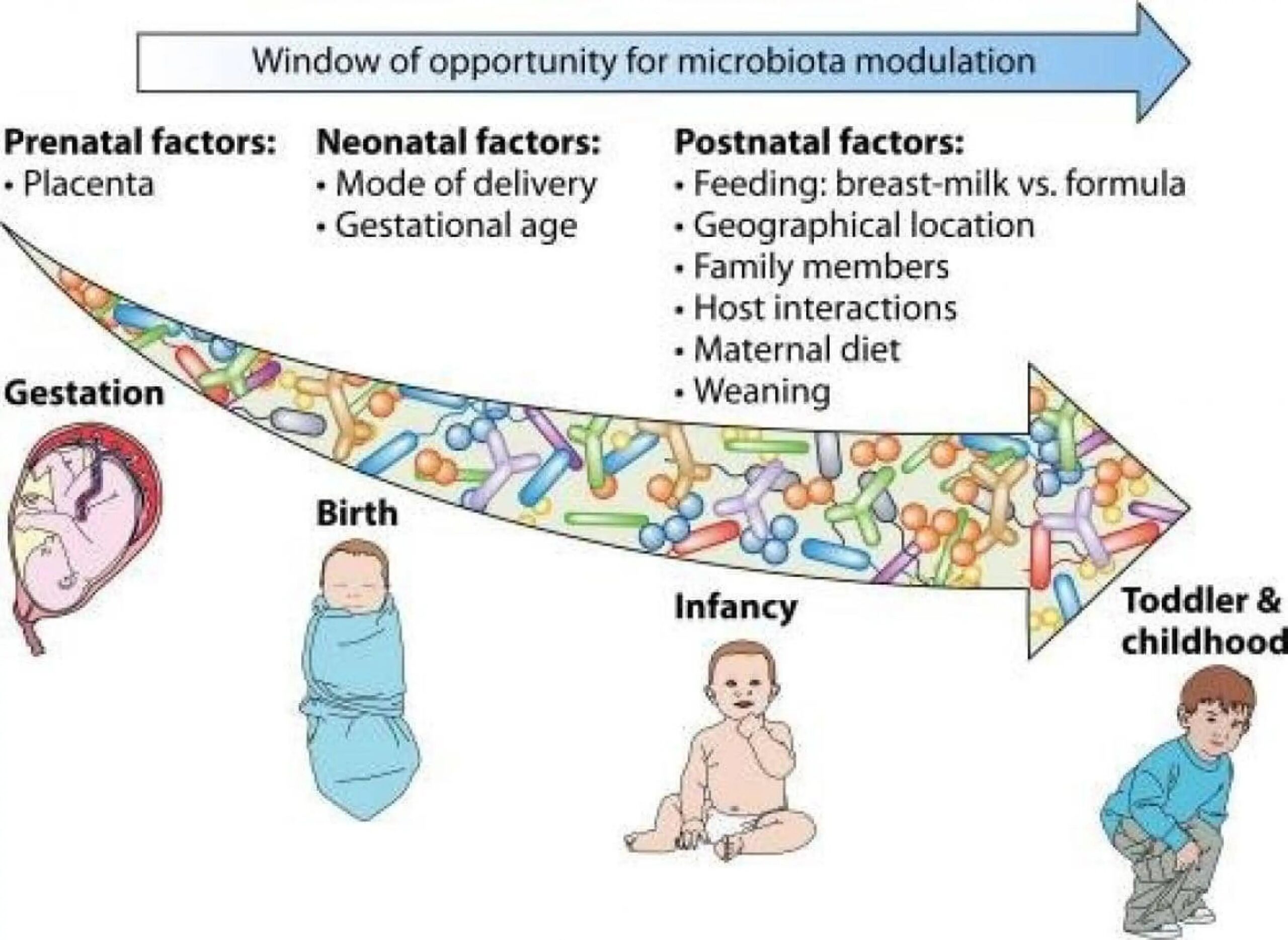 découvrez l'importance cruciale des étapes de la grossesse pour le développement du bébé et le bien-être de la mère. apprenez comment chaque trimestre influe sur la santé et préparez-vous à vivre une expérience enrichissante.